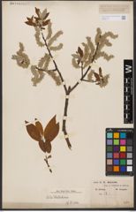 Foto von Salix wallichiana Andersson